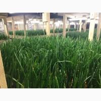 Продам лук (перо) Штутгартен