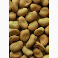 Продам посевной материал конский боб АЛЕКСИЯ ЭЛИТА, RWA, Австрия