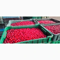 Продам ВИШНИ