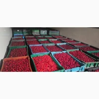 Продам ВИШНИ