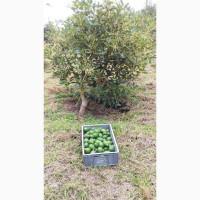 Продам 42 ft контейнер Авокадо Хаас Колумбия