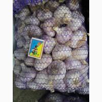 Продам часник