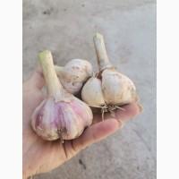 Продам часник любаша