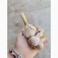 Продам часник любаша