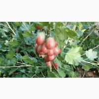 Саженцы крыжовника Пакс, Ксения, Тиксия, Инвикта от производителя