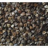 Продам сімена гречки сорт Дікуль Арно