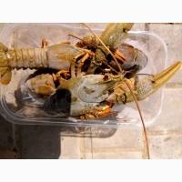 Куплю южные раки на постоянной основе
