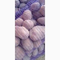 Продам Картоплю Сорт Бела роса. Коріна