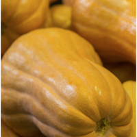 Гарбуз, Pumpkin. Заключаємо контракти на вирощування гарбуза в 2026 році. Можливий Експорт