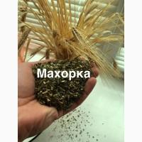 МАХОРКА - САМОСАД по народному ! продам