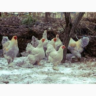Інкубаційне яйце та курчата. Кохінхін: ізабелла, біле золото
