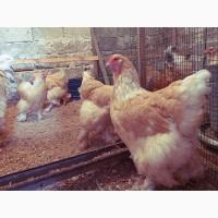 Інкубаційне яйце та курчата. Кохінхін: ізабелла, біле золото