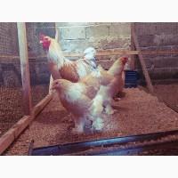 Інкубаційне яйце та курчата. Кохінхін: ізабелла, біле золото