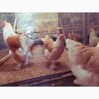 Інкубаційне яйце та курчата. Кохінхін: ізабелла, біле золото