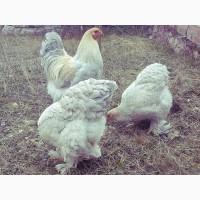 Інкубаційне яйце та курчата. Кохінхін: ізабелла, біле золото