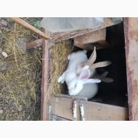 Продам кролячі тушки оптом