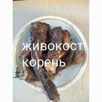 Живокост корінь