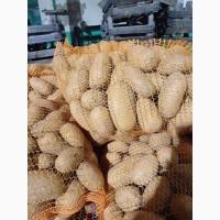 Продам картоплю Королева Анна