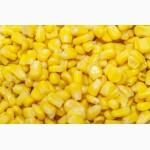 Компанія розпочинає закупівлю Кукурудзи у Виробників вся Україна