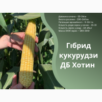 Насіння кукурудзи ДБ Хотин ФАО 280 від оригінатора