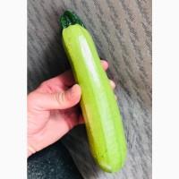 Продаються кабачки з поля