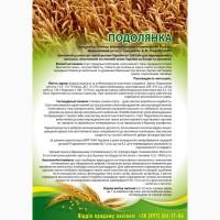 Насіння озимої пшениці Подолянка (еліта) від виробника