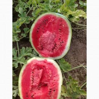 Продам кавун сортів Користан і Арашан