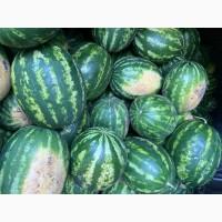 Продам кавун Талісман 8-15