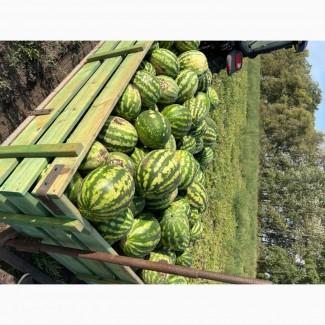 Продам кавуни по оптовій ціні