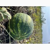 Продам кавуни по оптовій ціні