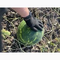 Продам кавуни по оптовій ціні