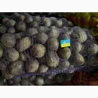 Продам товарний буряк пабло в обʼємі