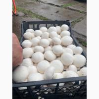 Продаж печериць