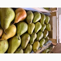 Продам Грушу сортів Ноябрська та Яблунівська