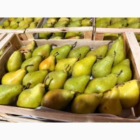 Продам Грушу сортів Ноябрська та Яблунівська