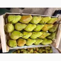 Продам Грушу сортів Ноябрська та Яблунівська