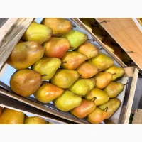 Продам Грушу сортів Ноябрська та Яблунівська