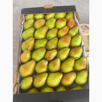 Продам Грушу сортів Ноябрська та Яблунівська