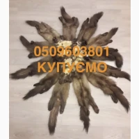 Куплю куницю камянку шкіри куниця