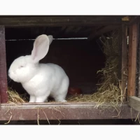 Продам кролицю (самка), 7 місяців
