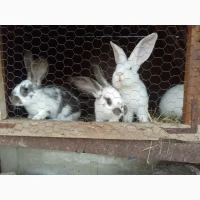 Продам кролицю (самка), 7 місяців