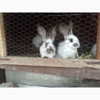 Продам кролицю (самка), 7 місяців