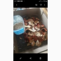 Королівский молотий мухомор, також червоний молотий мухомор