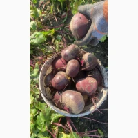 Продам буряк