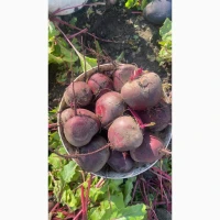 Продам буряк