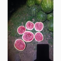 Продам кавун топган
