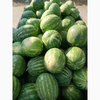 Продам кавун топган