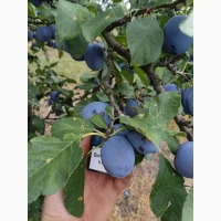 Продам сливу Богатир