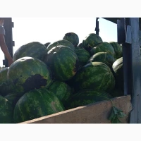 Продам арбуз