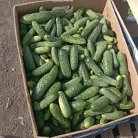 Продам огірок засолочний 9-11 см